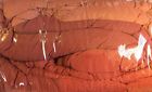709271320687 Calvin Klein King Sierra Persimmon Free