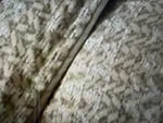 Lauren Ralph King Comforter + Shams Sierra Tan Cotton New. Fixed Price $219.99.