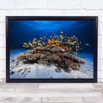 Marine Life Reef Coral Anthias Sable Fish Underwater Surface Wall Art Print. Fixed Price $13.52.